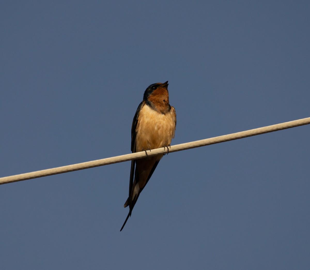 Barn Swallow - ML619824483