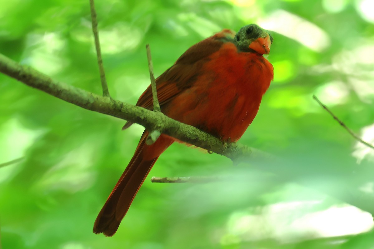 Cardinal rouge - ML619824484
