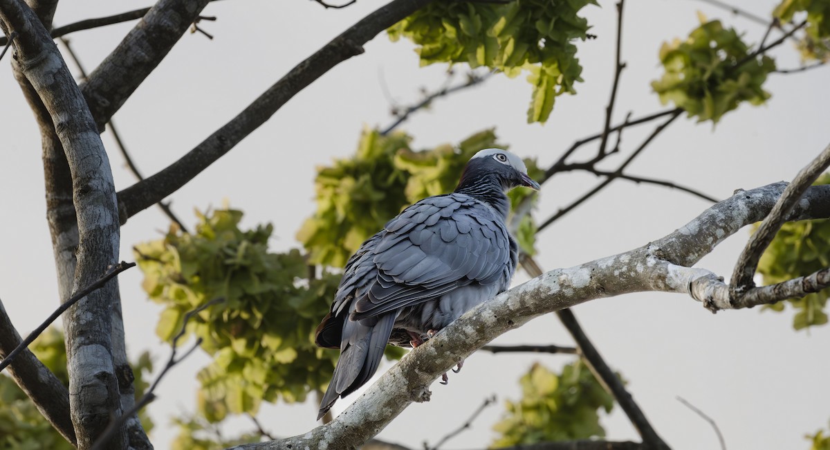 White-crowned Pigeon - ML619824485