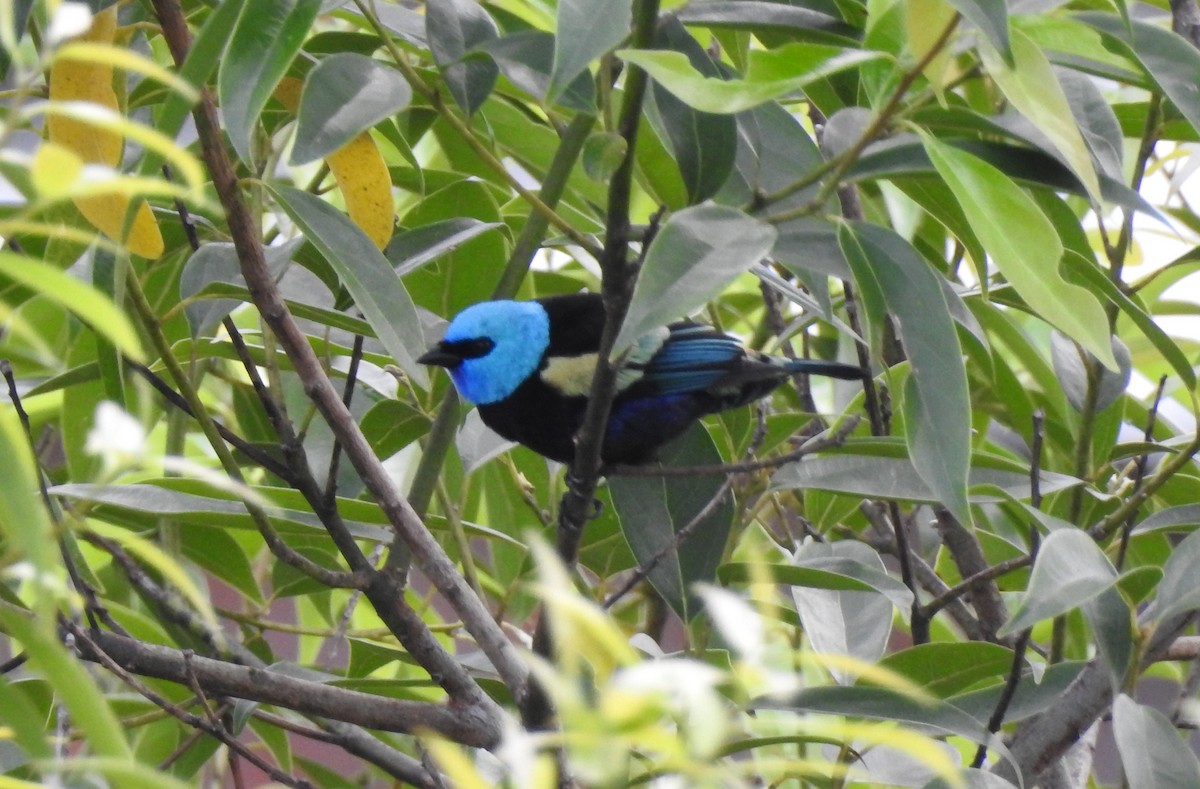 Blue-necked Tanager - ML619824490