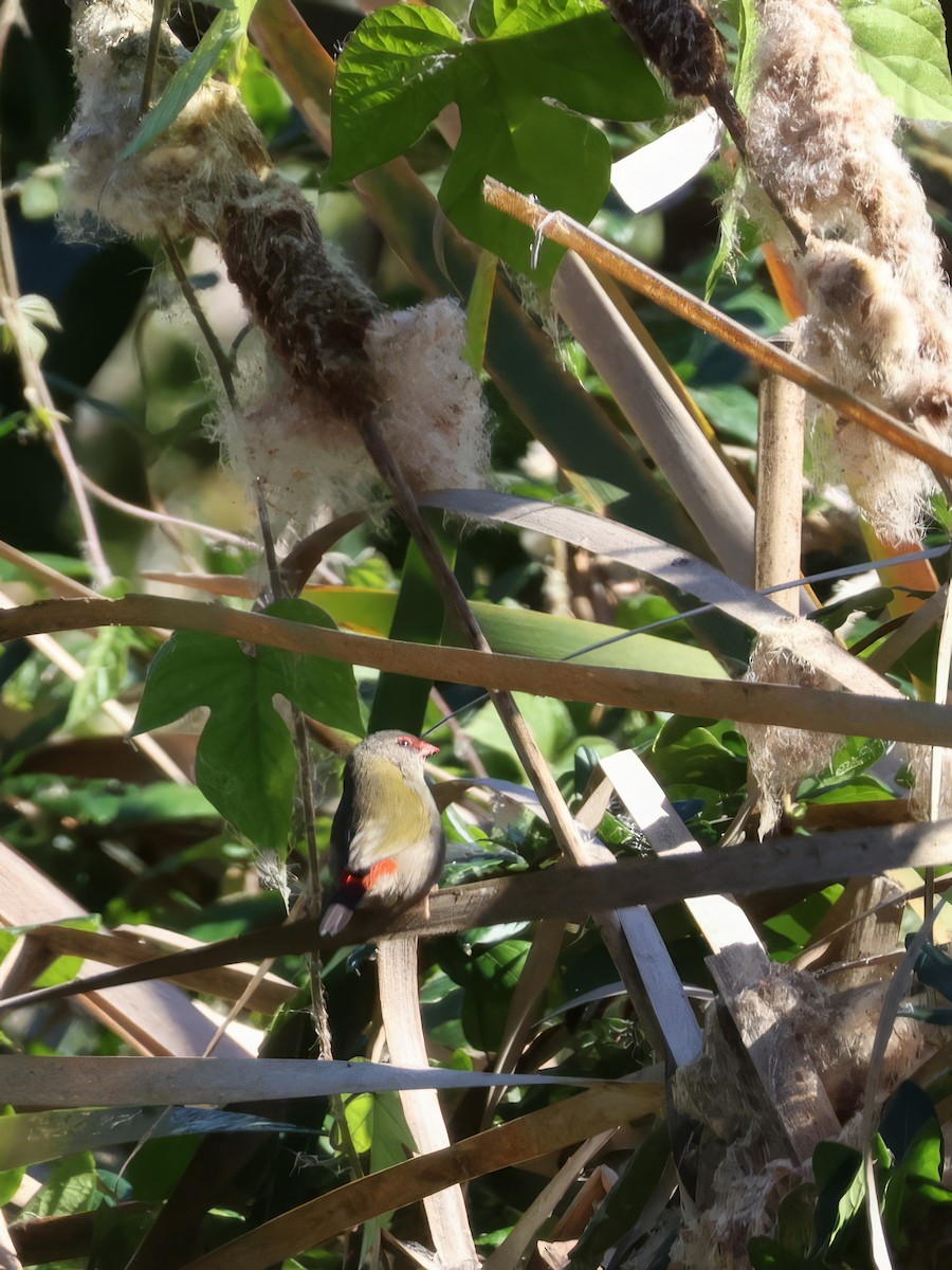 Red-browed Firetail - ML619824492