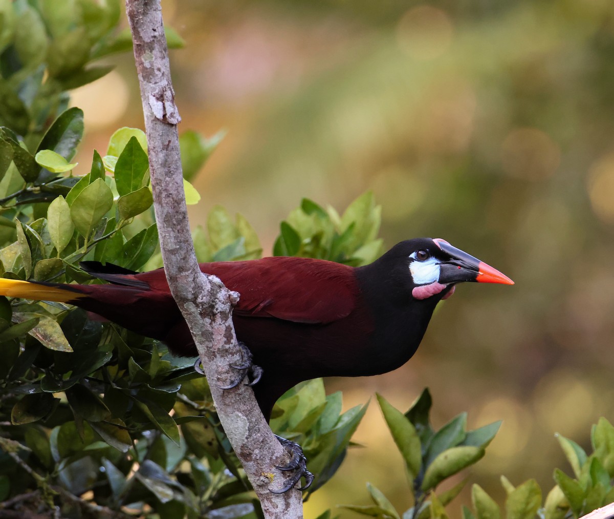 Montezuma Oropendola - ML619824499