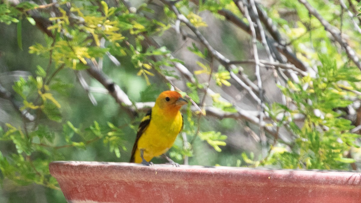 Western Tanager - ML619824516