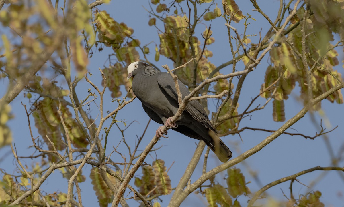 White-crowned Pigeon - ML619824519