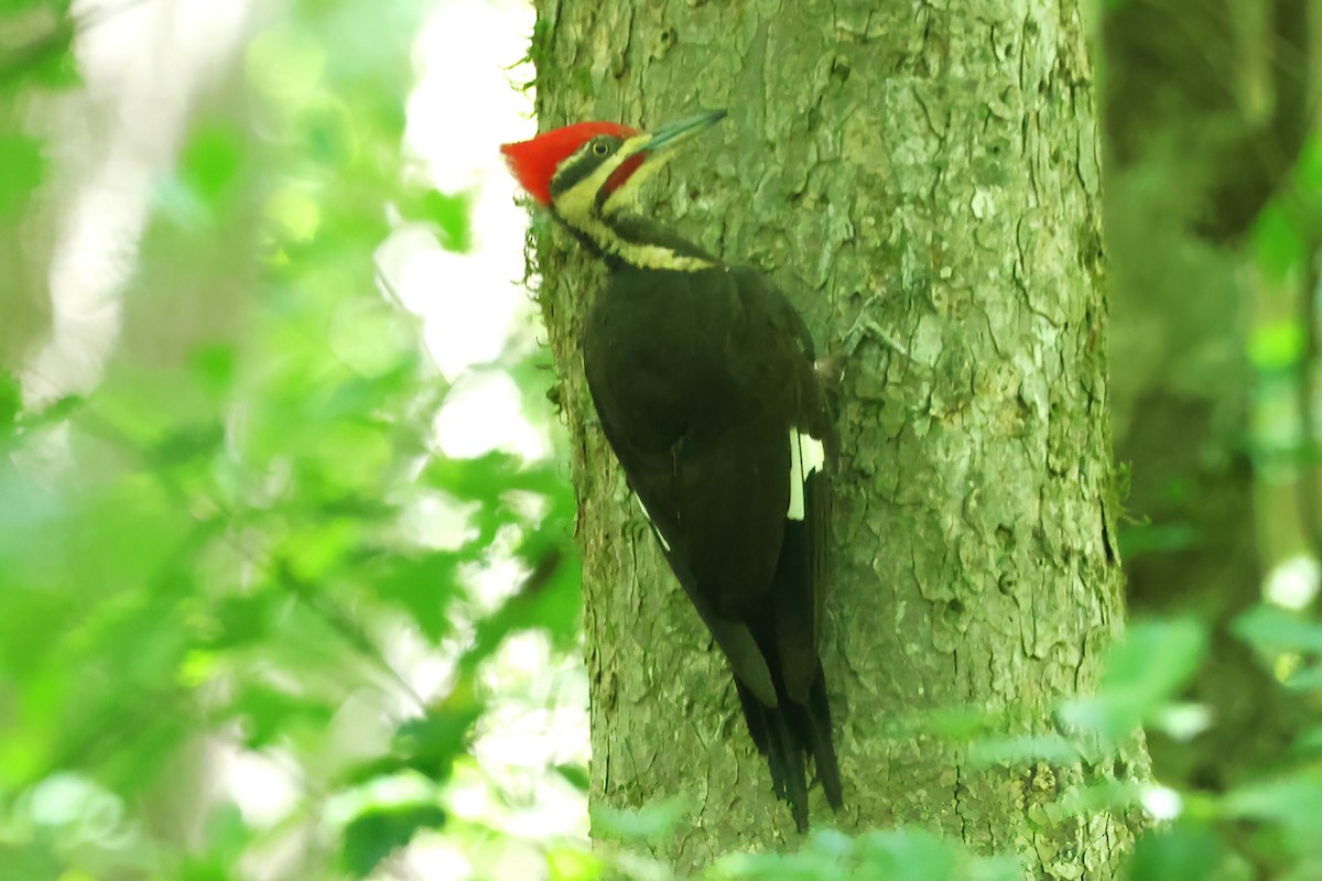 Pileated Woodpecker - ML619824526