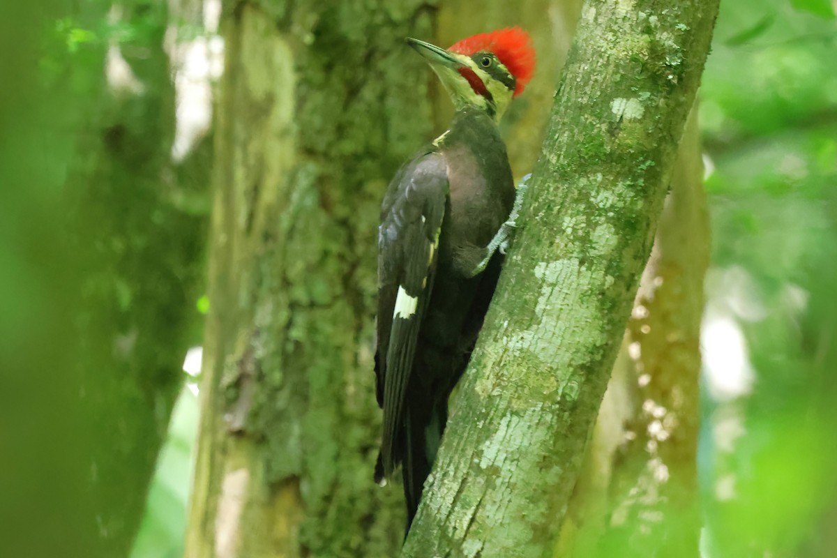 Pileated Woodpecker - ML619824538