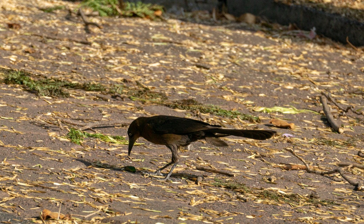 Great-tailed Grackle - ML619824543
