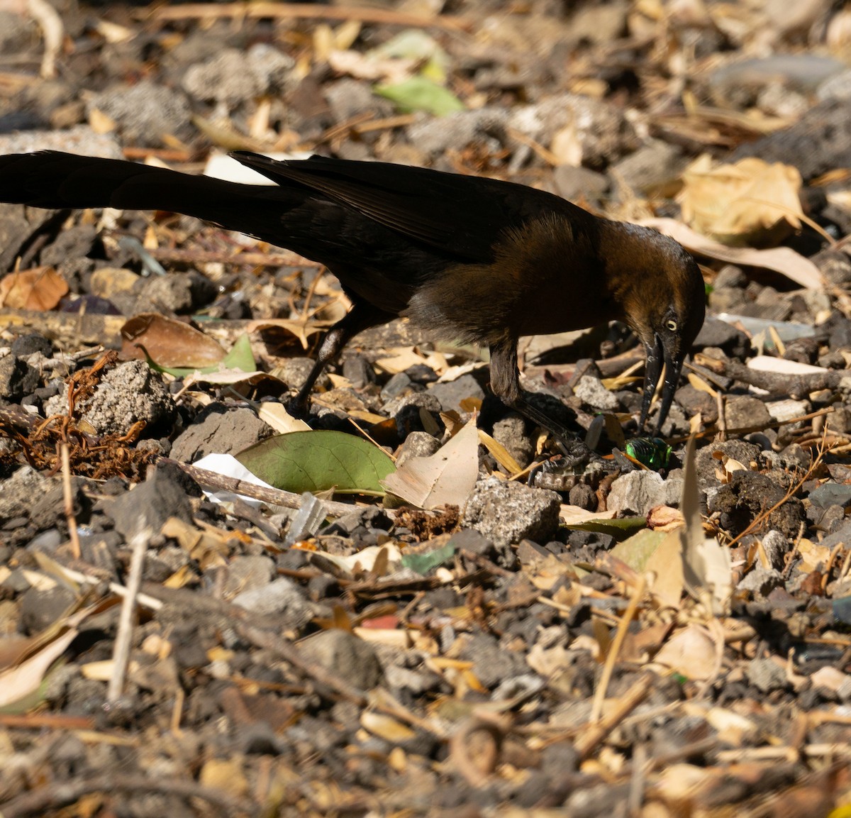 Great-tailed Grackle - ML619824544