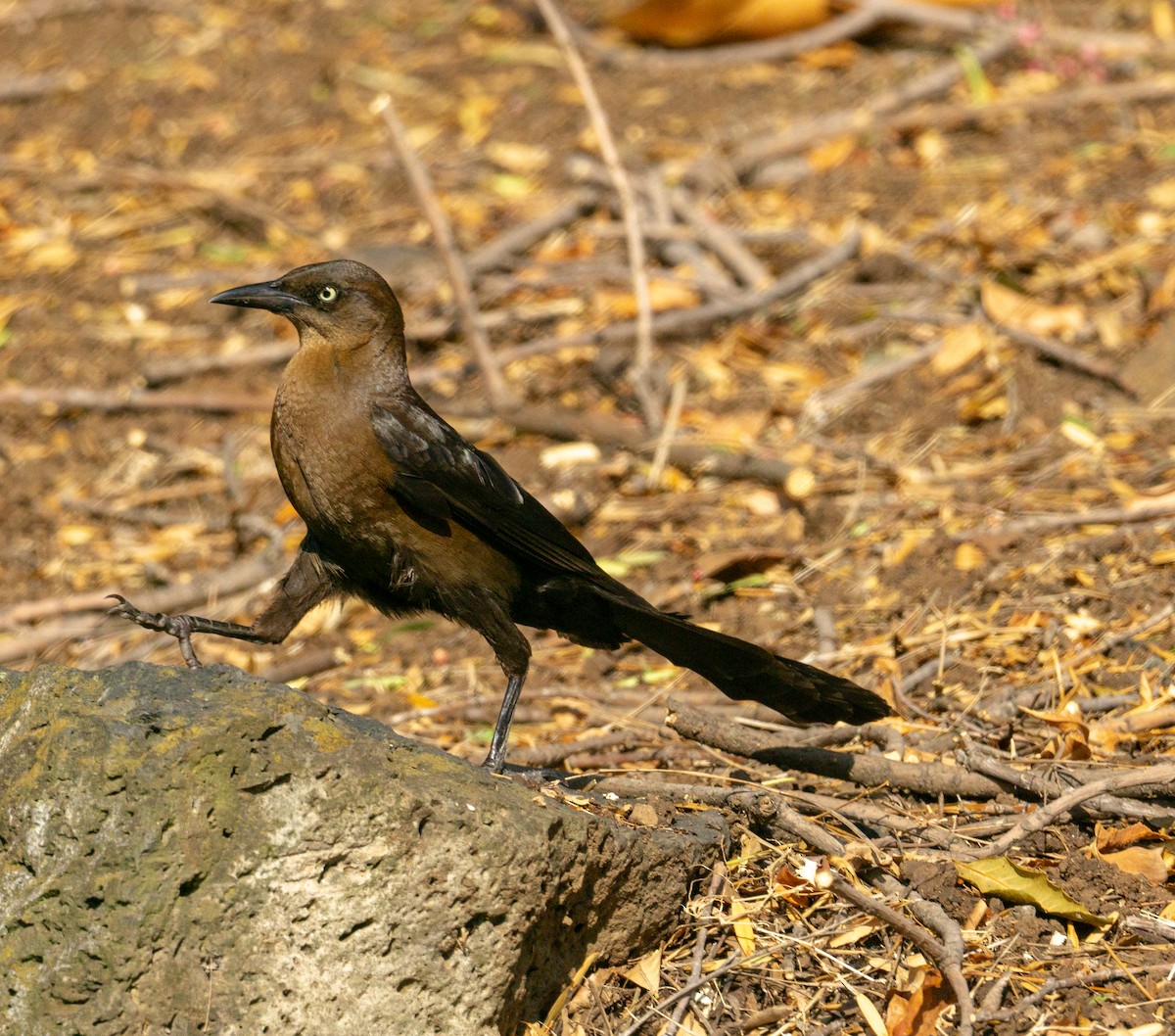 Great-tailed Grackle - ML619824545