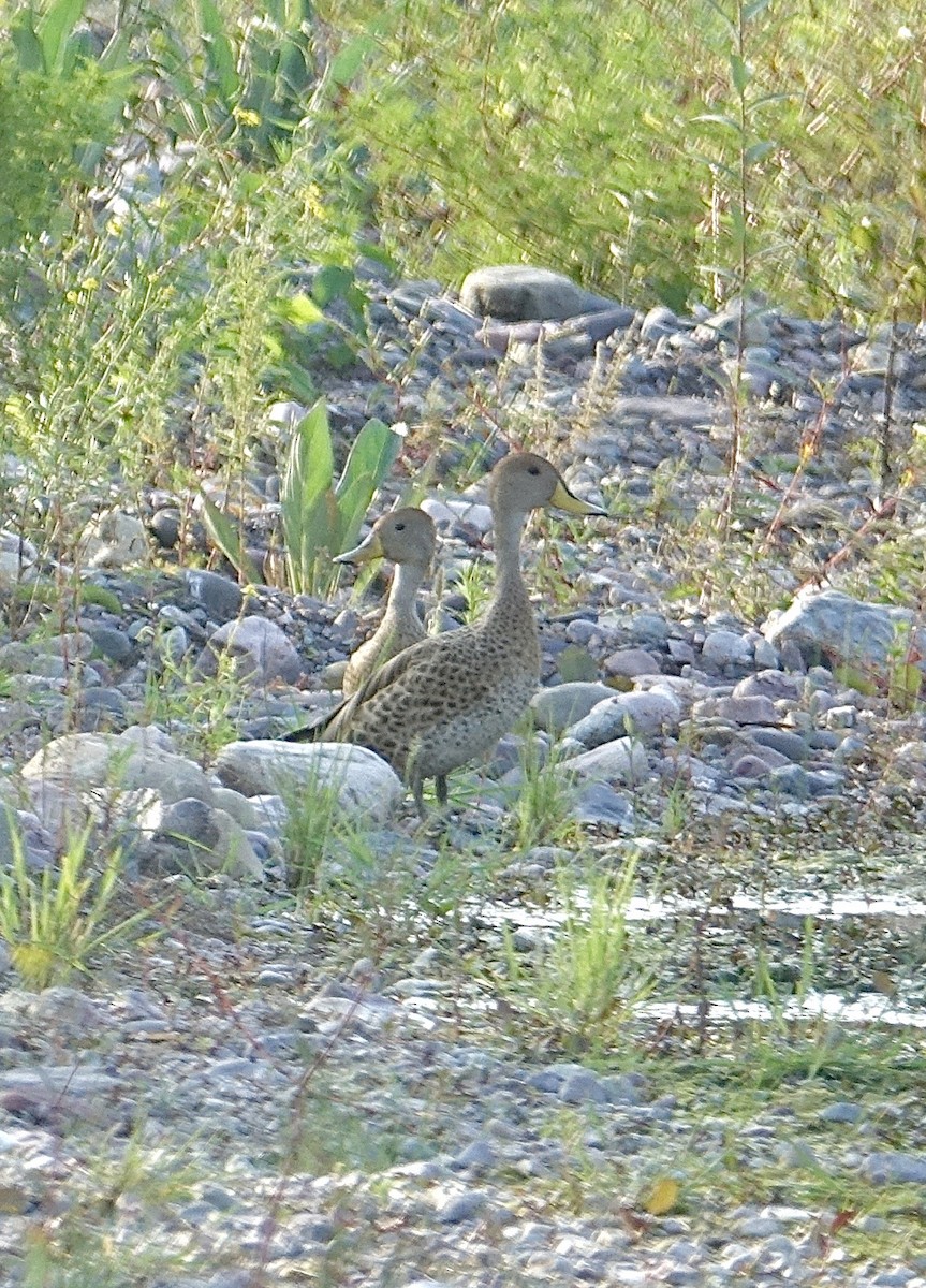 Yellow-billed Pintail - ML619824566