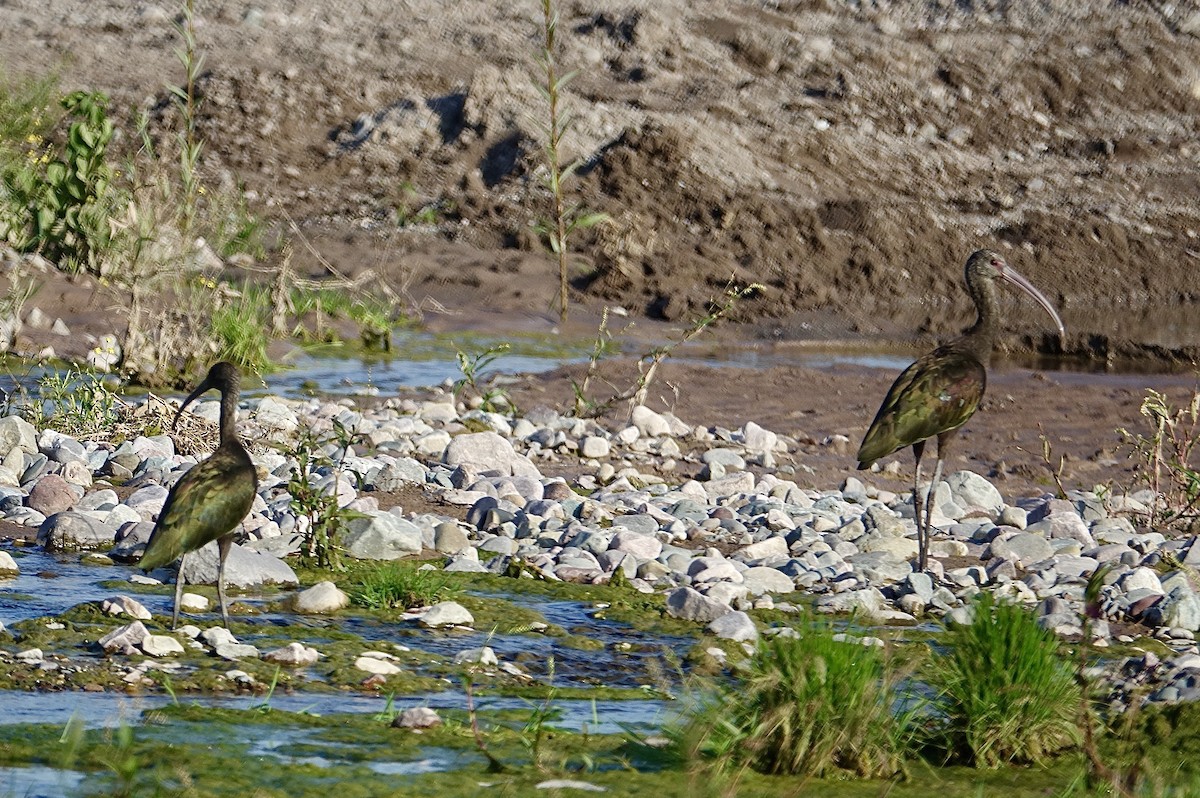 ibis andský - ML619824575