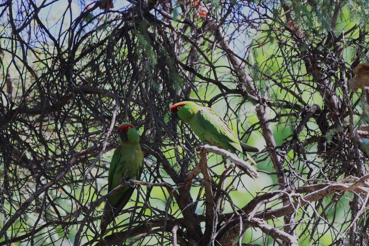 Thick-billed Parrot - ML619824595