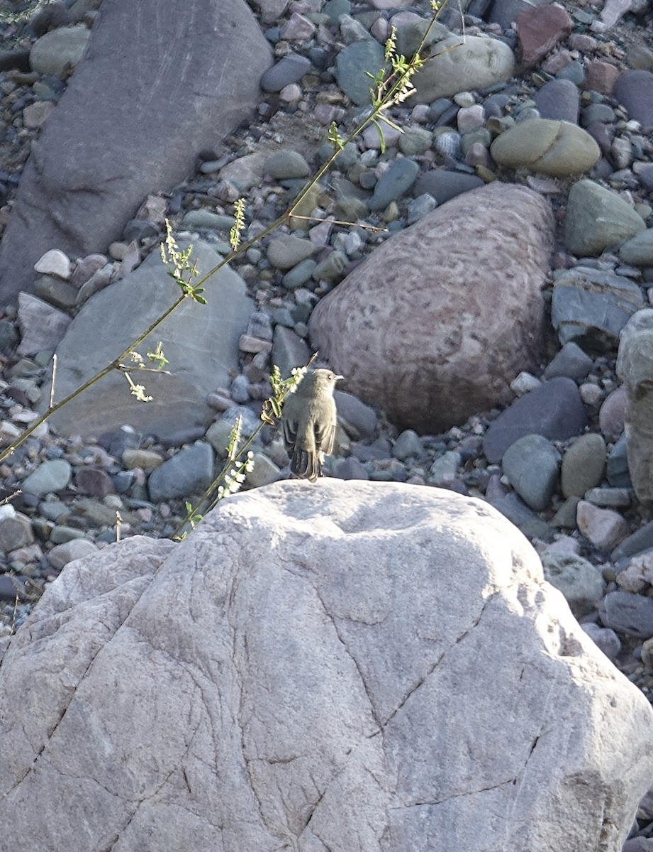 Sooty Tyrannulet - ML619824600