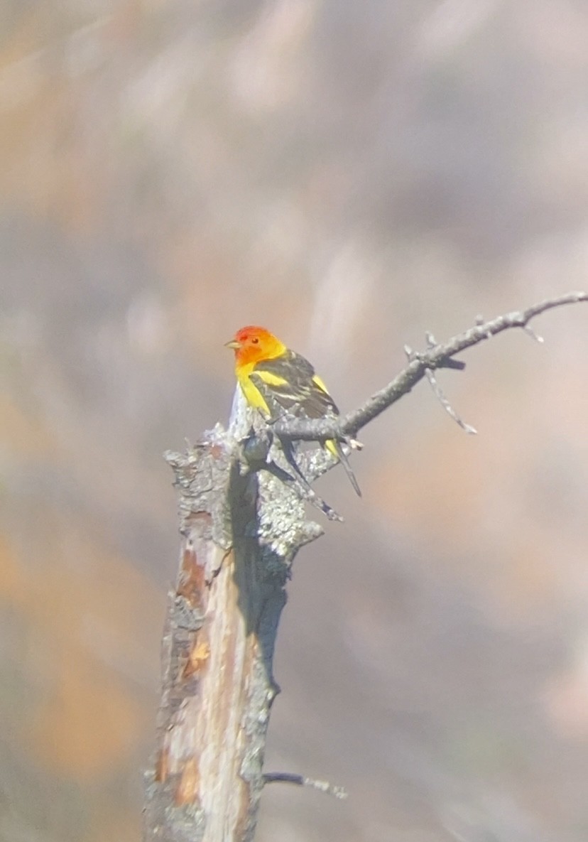 Western Tanager - ML619824601