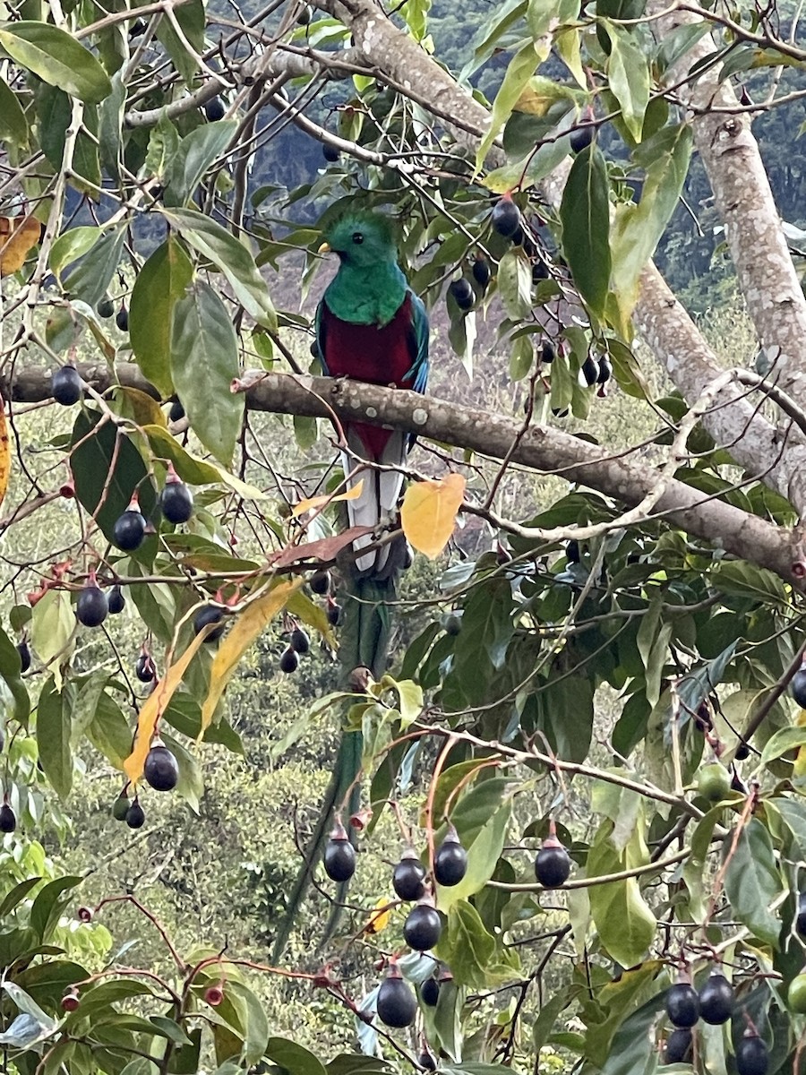 Quetzal Guatemalteco - ML619824609