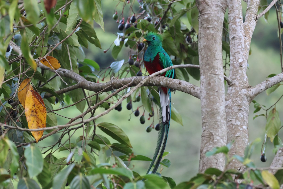 Resplendent Quetzal - ML619824613