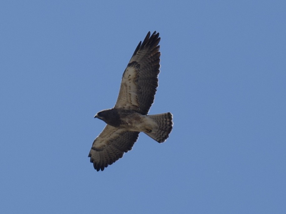 Swainson's Hawk - ML619824620