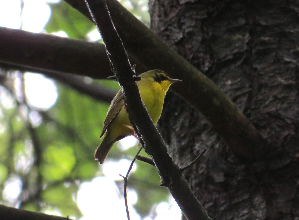 Kentucky Warbler - ML619824625