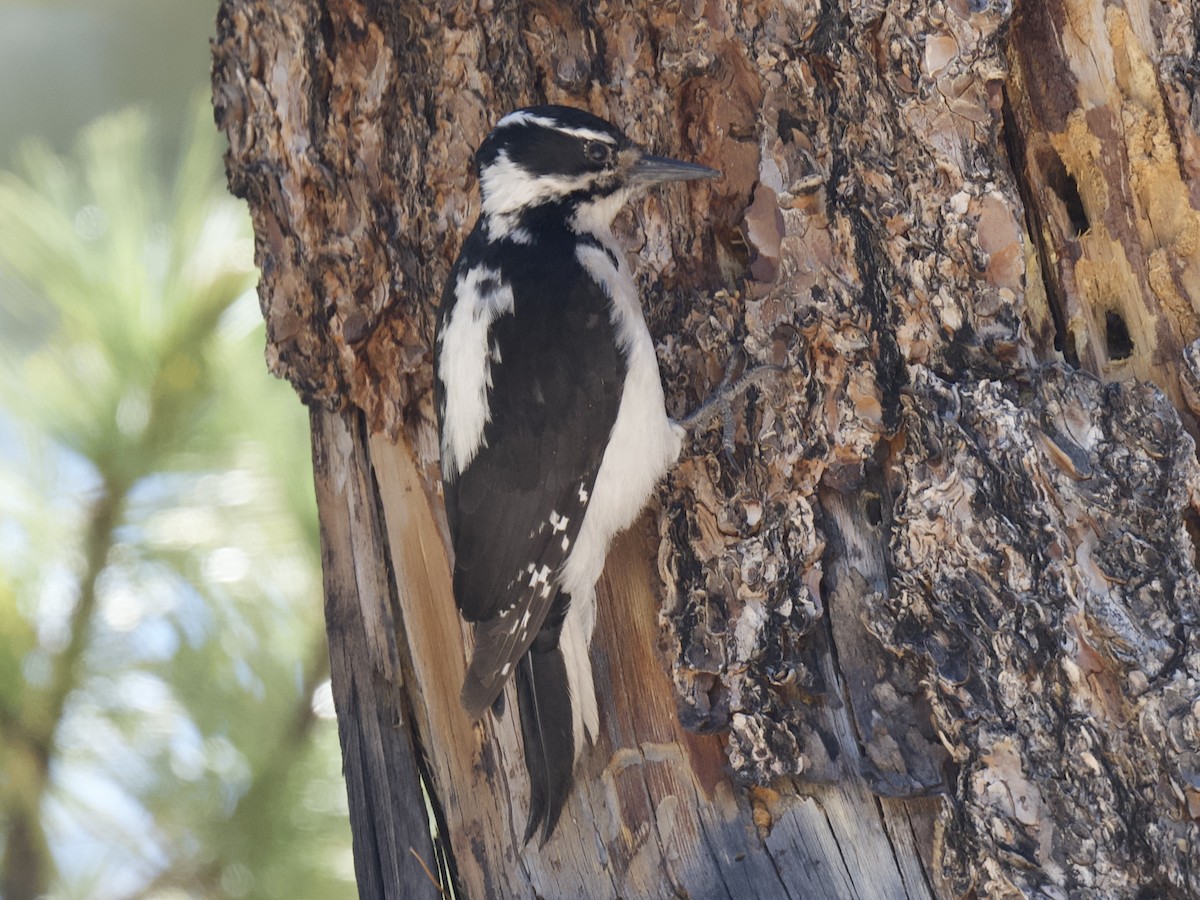 Hairy Woodpecker - ML619824627