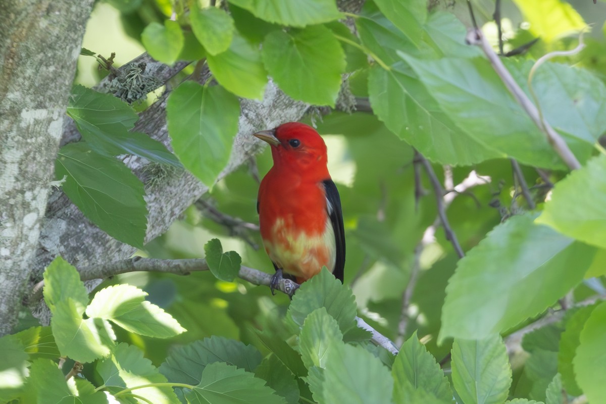 Scarlet Tanager - ML619824630