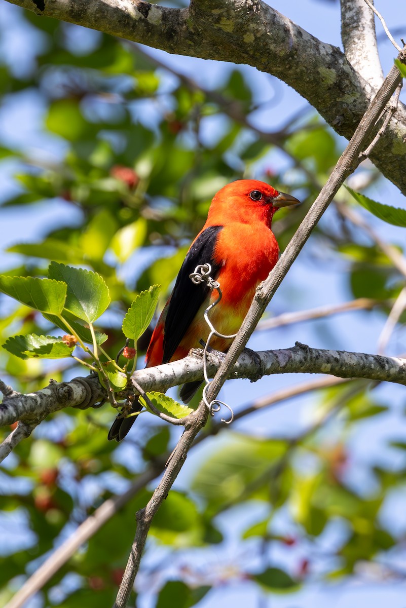 Scarlet Tanager - ML619824631
