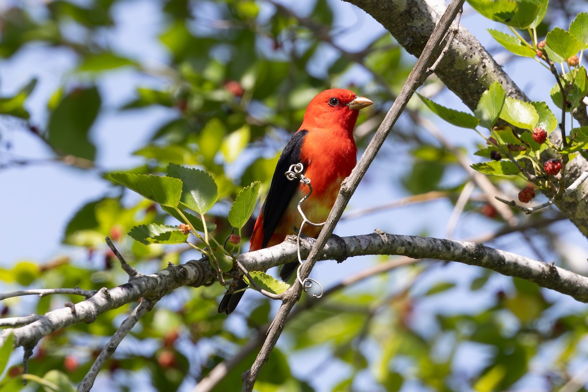 Scarlet Tanager - ML619824632