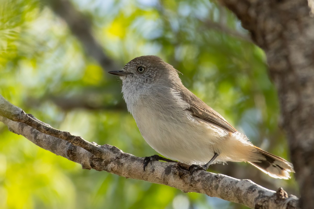 Chestnut-rumped Thornbill - ML619824634