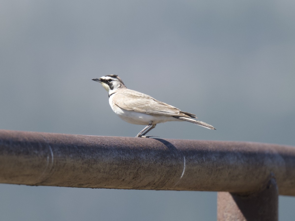 Horned Lark - ML619824641