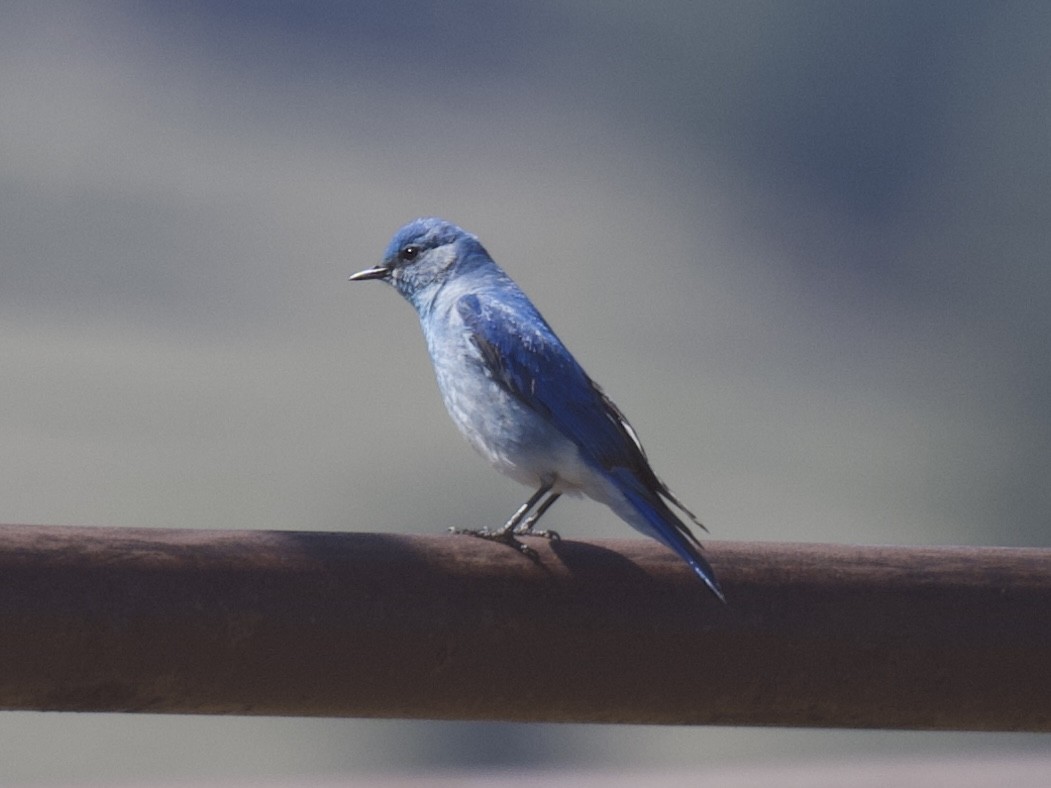 Mountain Bluebird - ML619824646