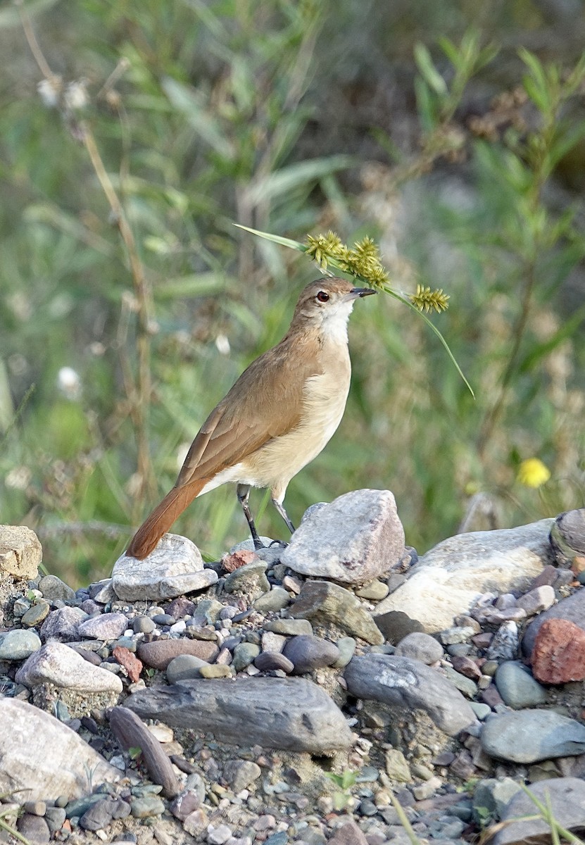 Rufous Hornero - ML619824647