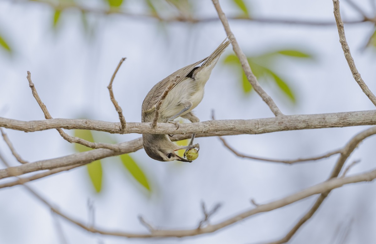 Yucatan Vireo - ML619824649