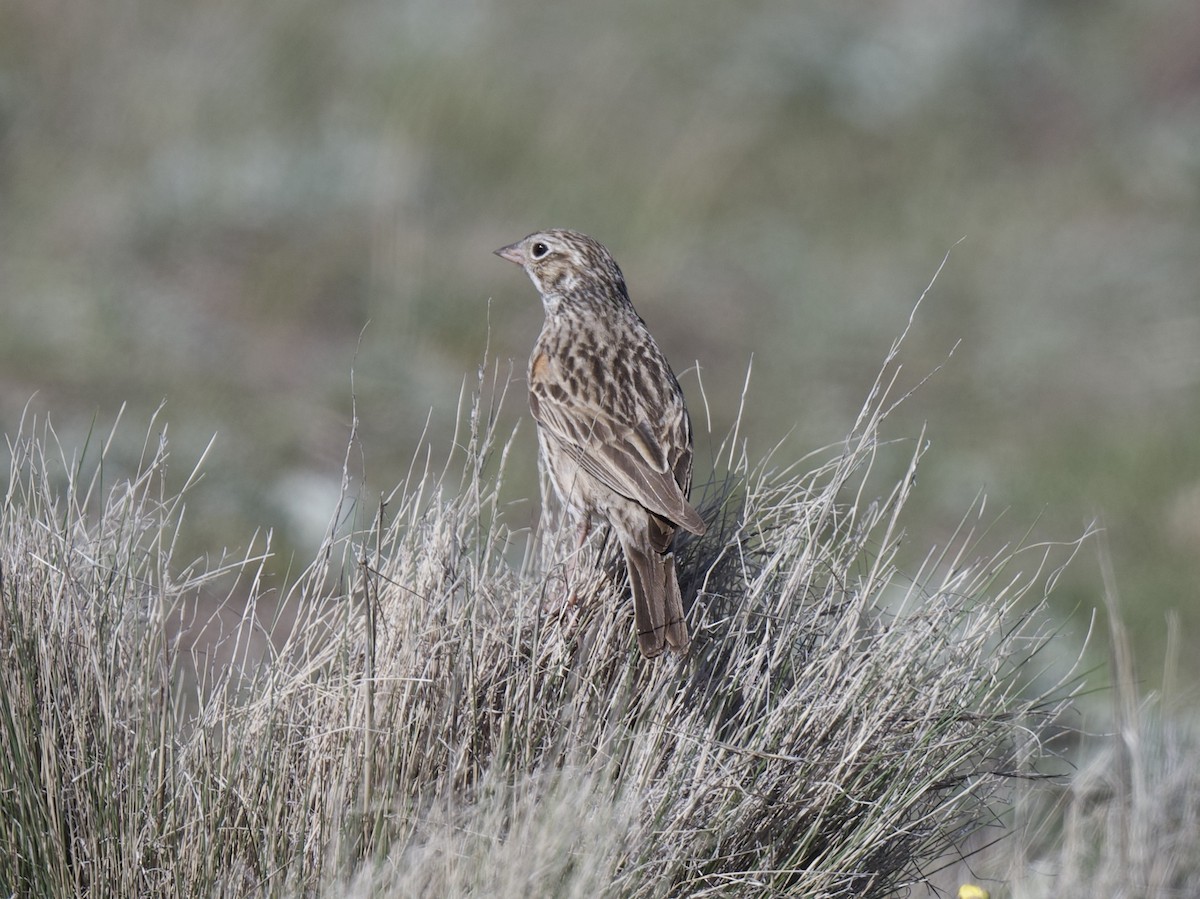 Vesper Sparrow - ML619824653