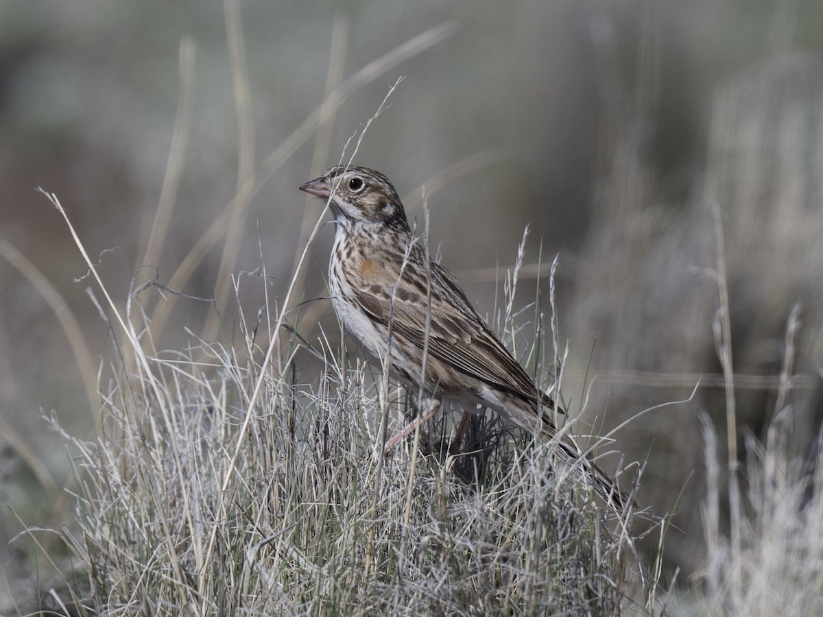 Vesper Sparrow - Mr&Mrs Mason