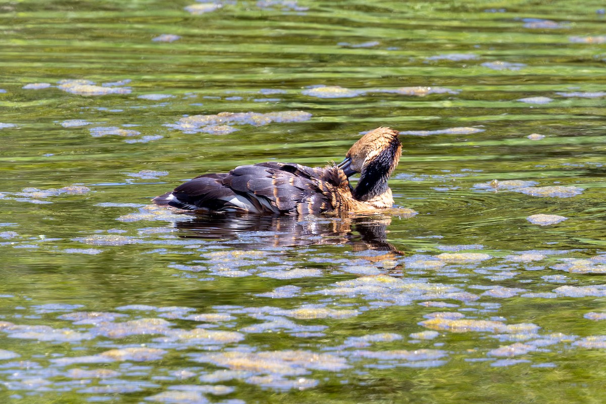 Fulvous Whistling-Duck - ML619824655