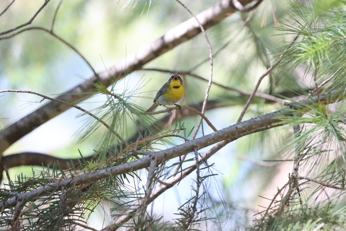 Crescent-chested Warbler - ML619824658
