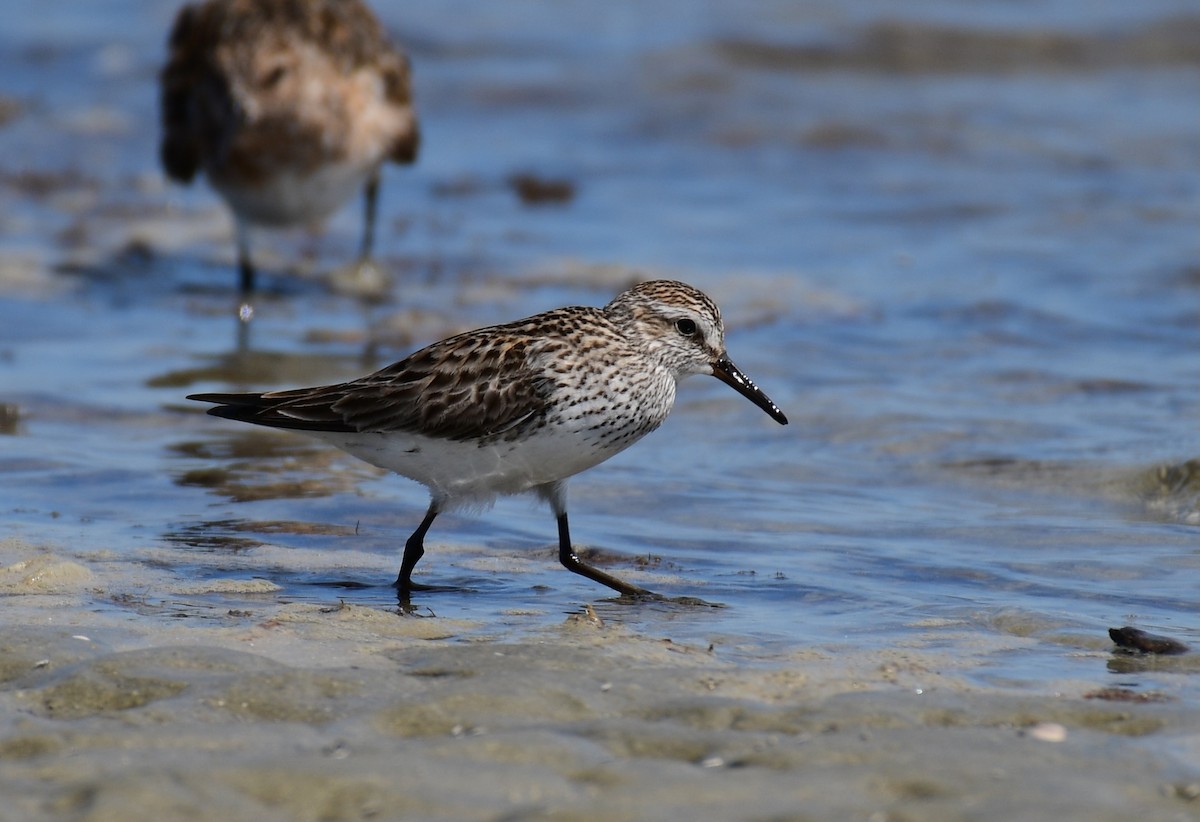 Weißbürzel-Strandläufer - ML619824661