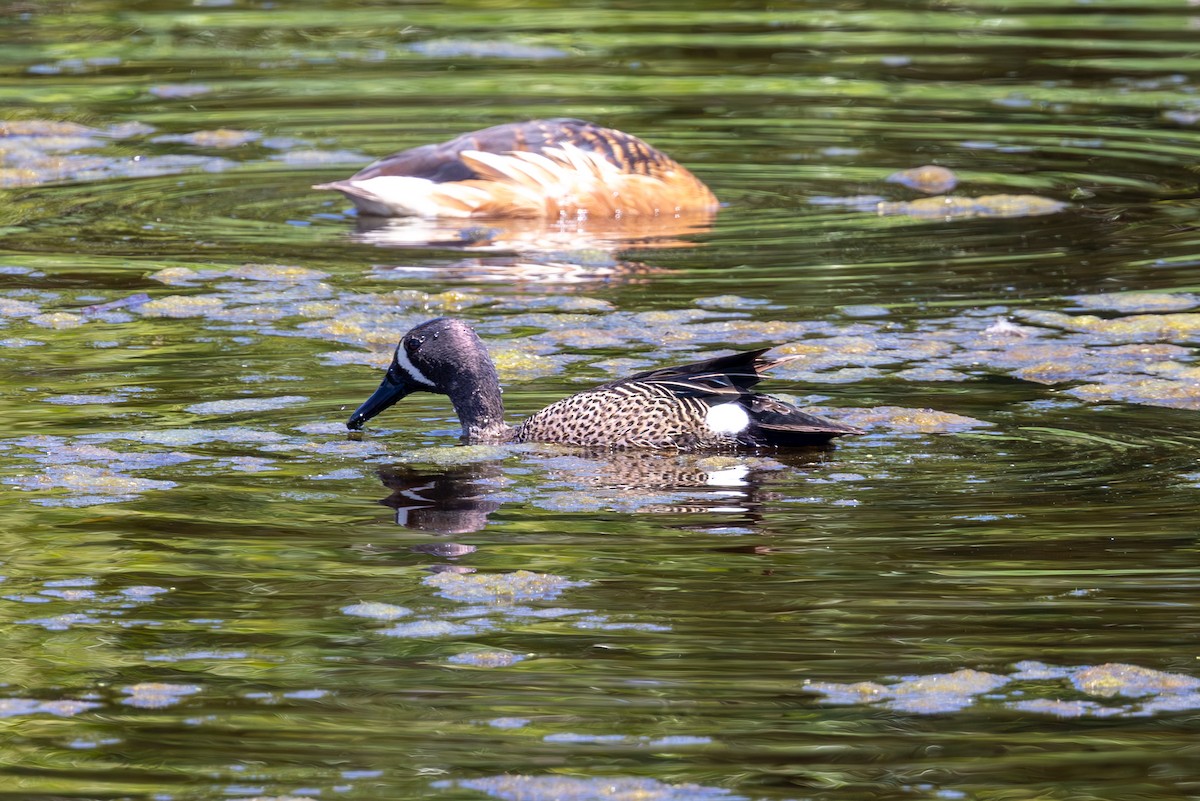 Blue-winged Teal - ML619824672