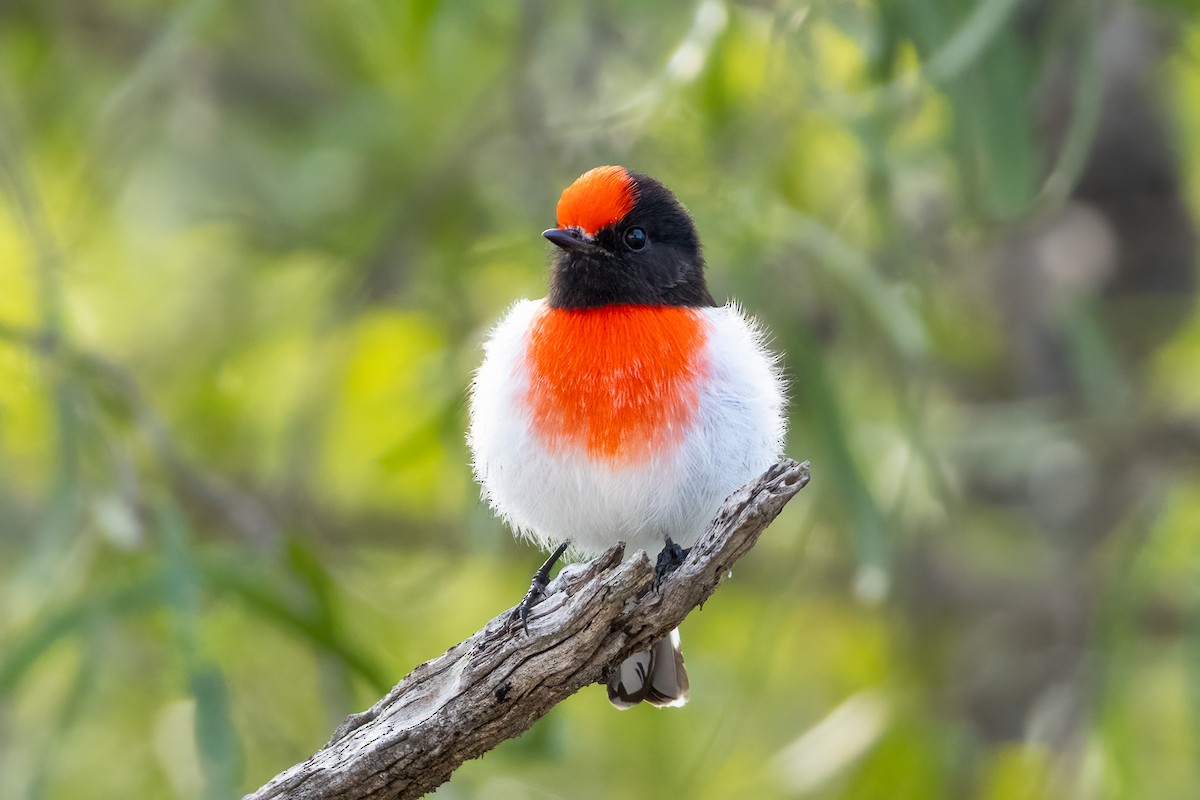 Red-capped Robin - ML619824675