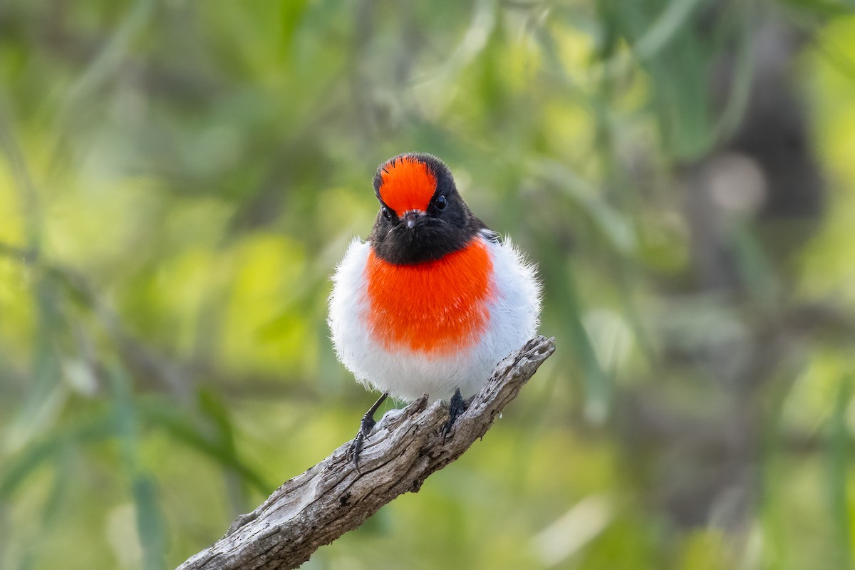 Red-capped Robin - ML619824676