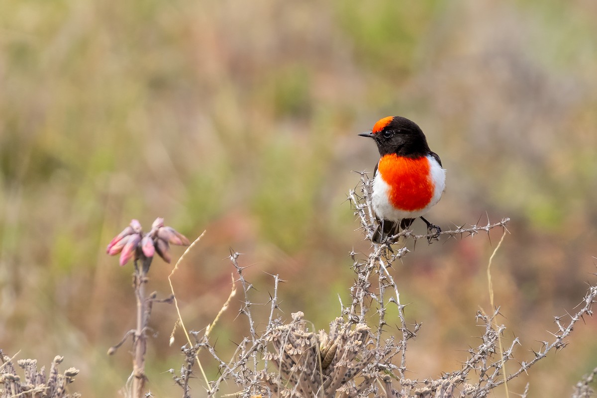 Red-capped Robin - ML619824677
