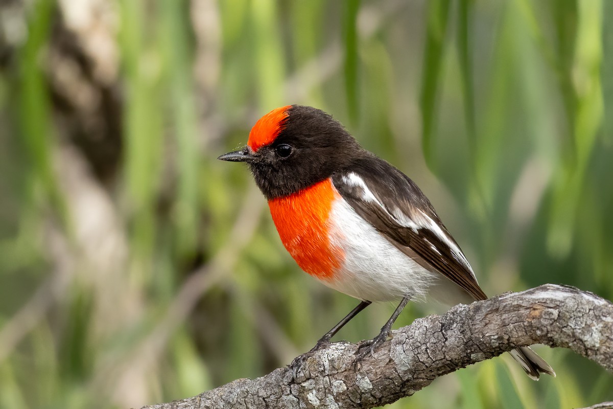 Red-capped Robin - ML619824678