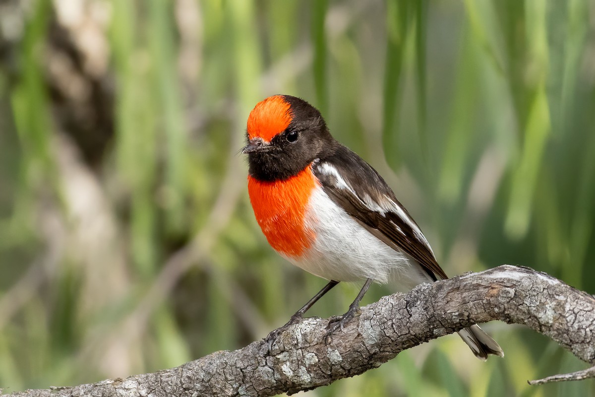 Red-capped Robin - ML619824679