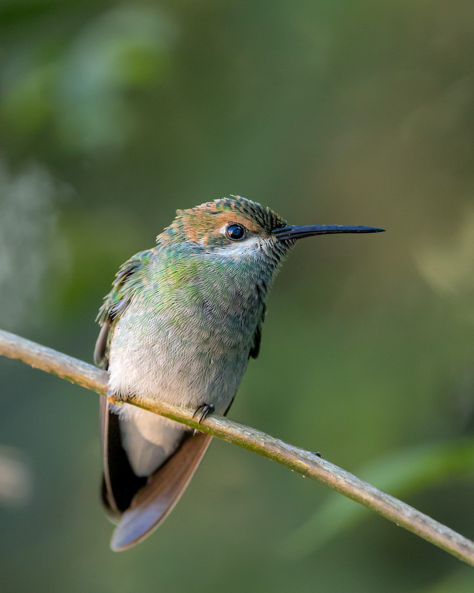 kolibřík ametystouchý - ML619824683