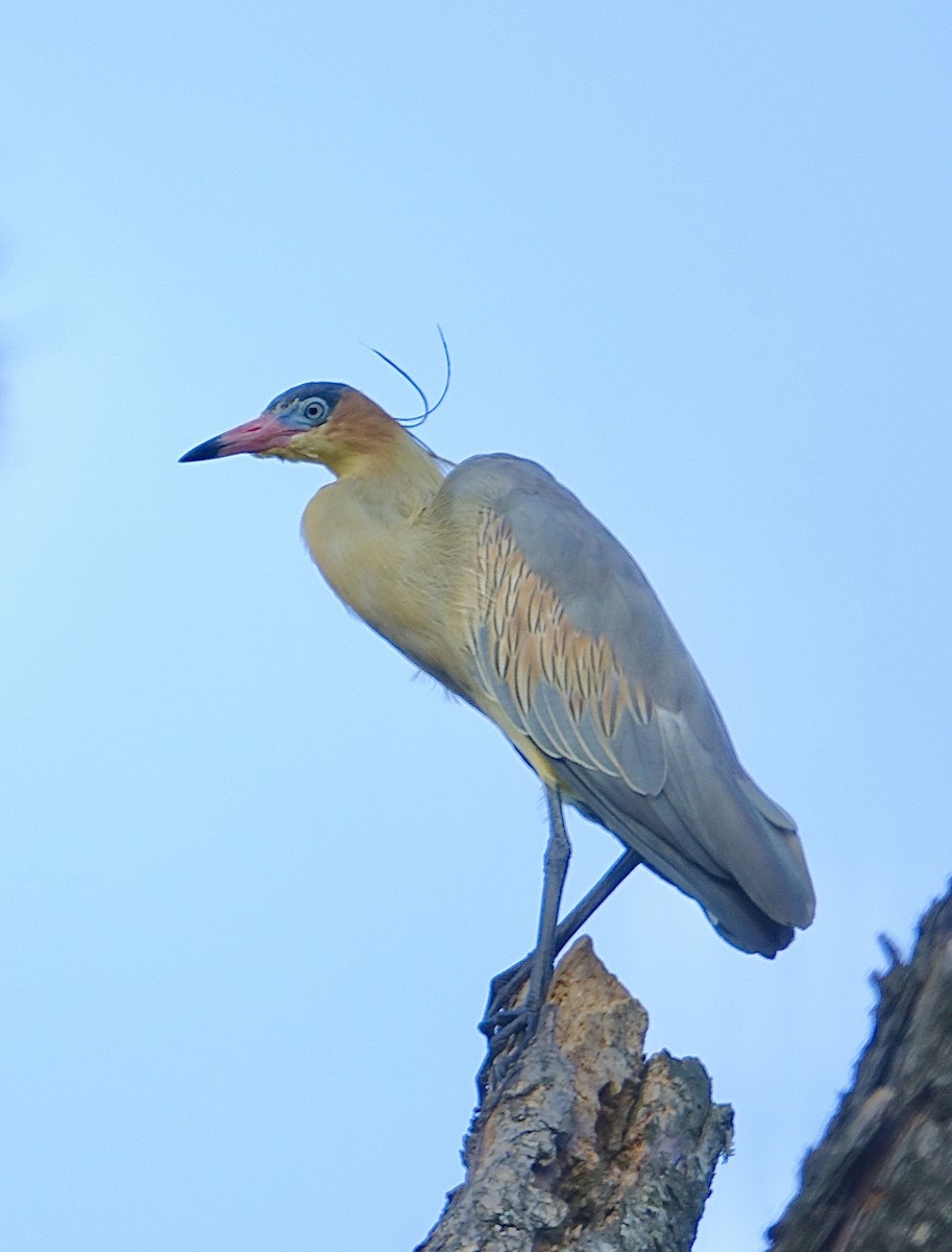 Whistling Heron - ML619824685