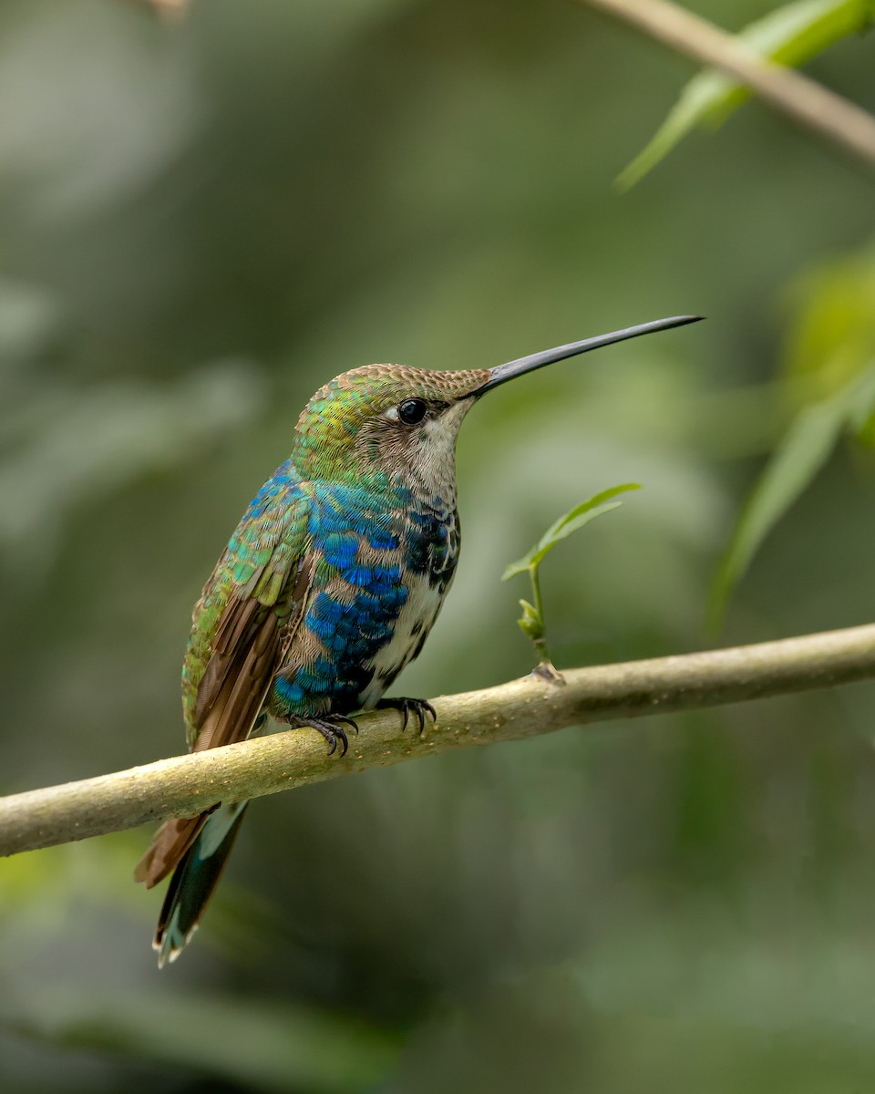 kolibřík cerradový - ML619824688