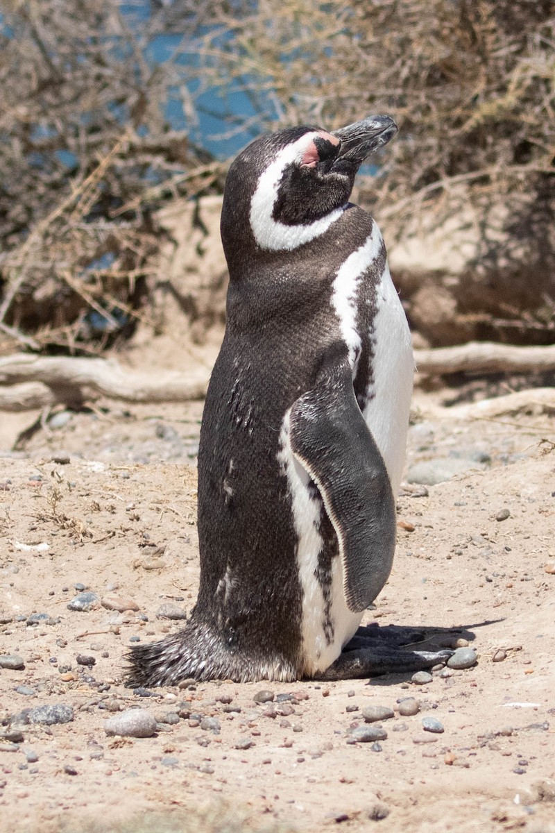 Magellanic Penguin - Denis Corbeil