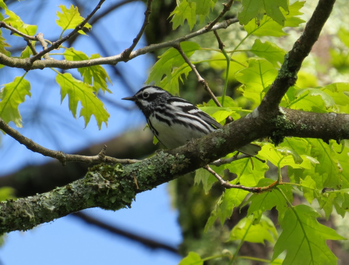 Black-and-white Warbler - ML619824703