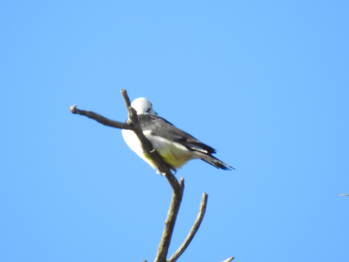 White Woodpecker - ML619824732