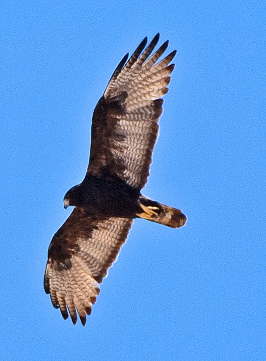 Zone-tailed Hawk - ML619824736