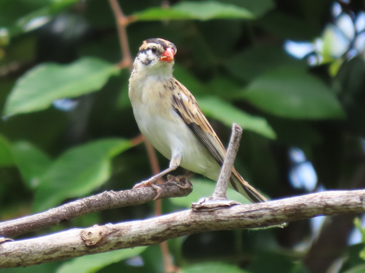 Pin-tailed Whydah - ML619824747